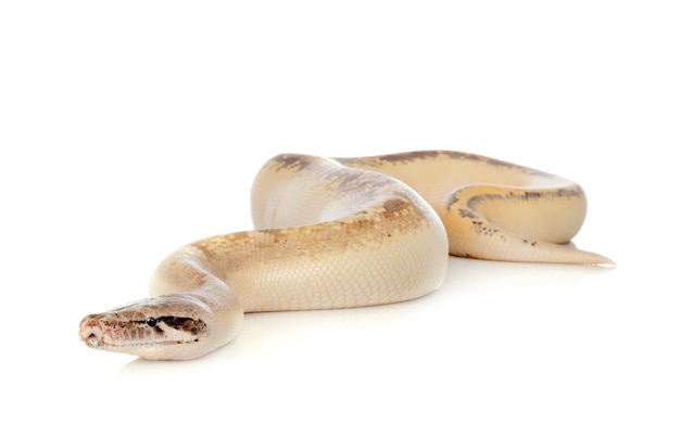 Python brongersmai isolé sur blanc