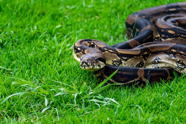 Photo un python est recroquevillé dans l'herbe et a une longue queue.