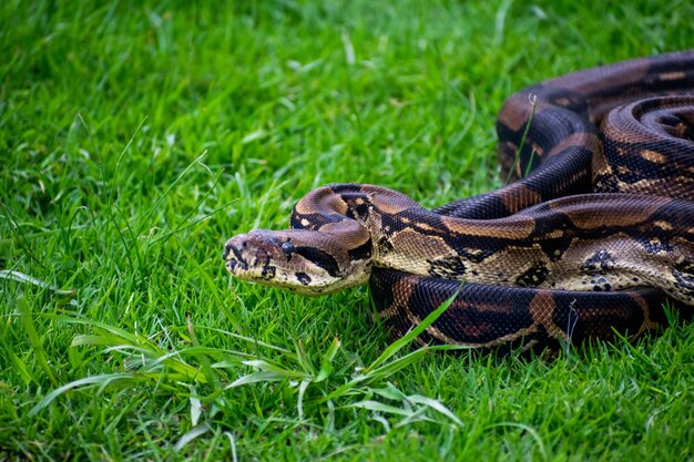 Photo un python est représenté dans l'herbe et a une longue queue.