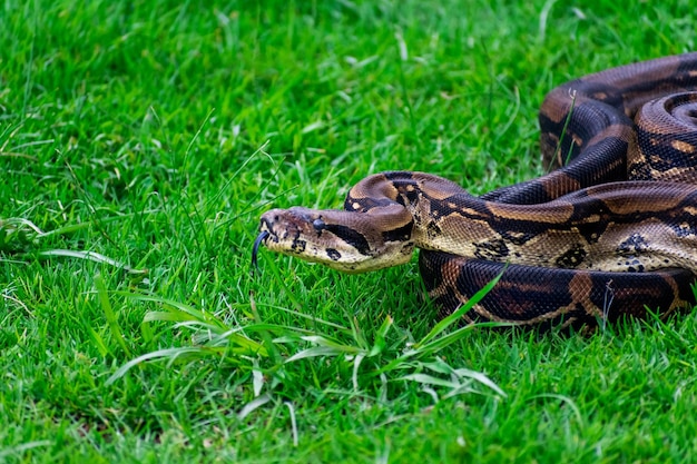 Photo un python est vu dans l'herbe sur cette photo non datée.
