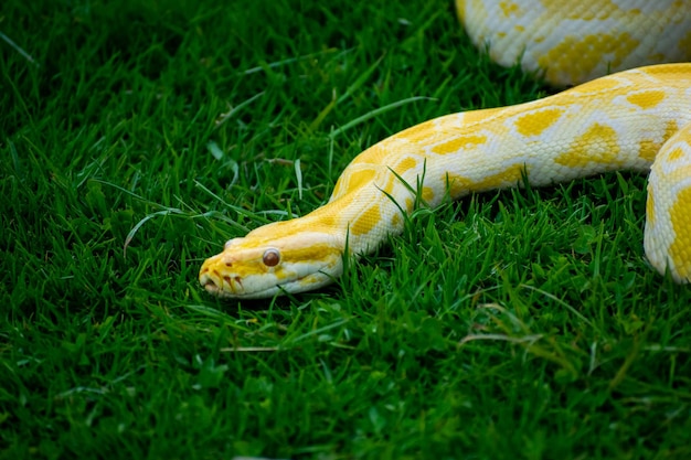 Un python jaune est couché dans l'herbe.