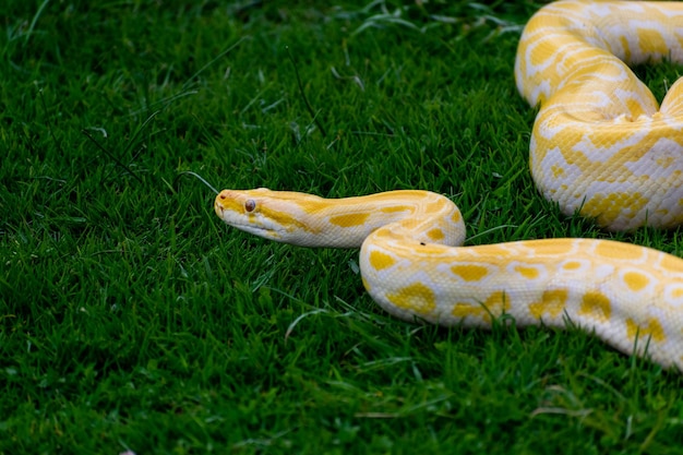 Un python jaune est vu sur l'herbe.