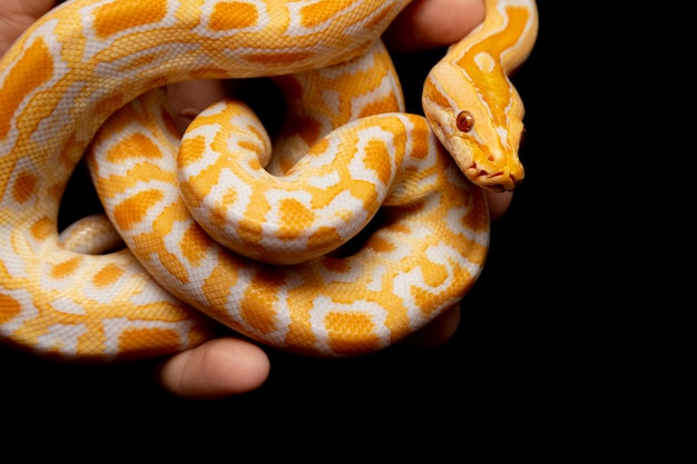 Python molurus bivitattus est l'une des plus grandes espèces de serpents. Il est originaire d'une grande partie de l'Asie du Sud-Est, mais se trouve ailleurs comme espèce envahissante.