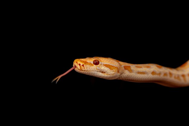 Python d'or, python réticulé (Python reticulatus).