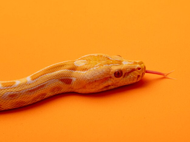 Python d'or, python réticulé (Python reticulatus).