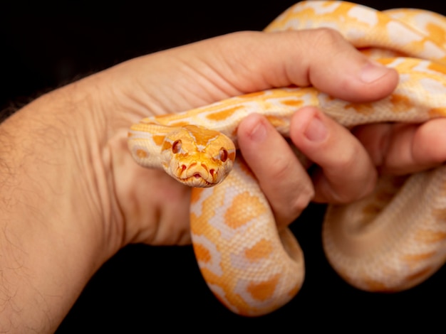 Python d'or, python réticulé (Python reticulatus).