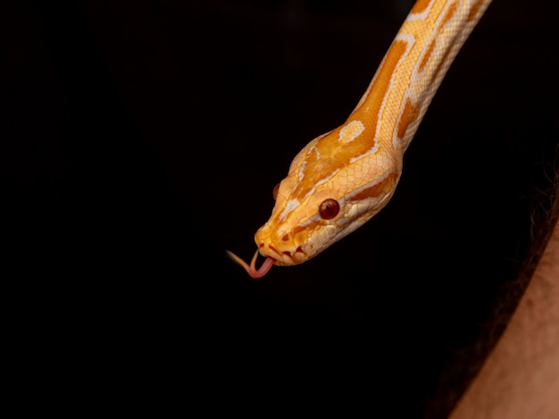 Python d'or, python réticulé (Python reticulatus).