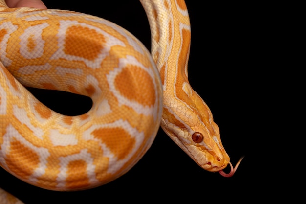 Python d'or, python réticulé (Python reticulatus).