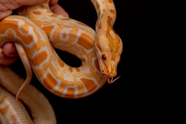 Python d'or, python réticulé (Python reticulatus).