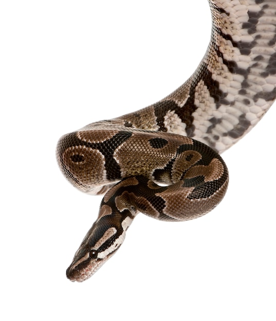 Python Regius
