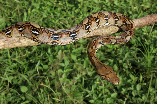 Python réticulé sur l'arbre