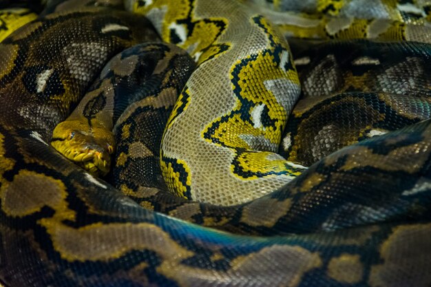 Python réticulé dans la jungle