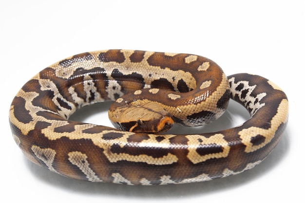 Python de sang rouge de Sumatra sur blanc