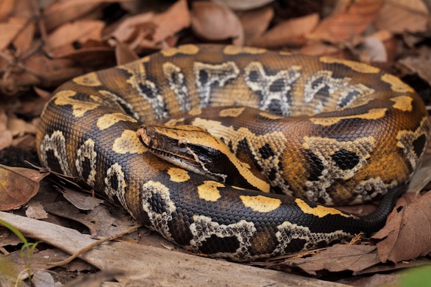 Python de sang rouge de Sumatra