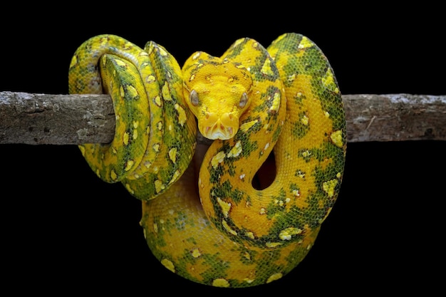 Python vert sur une branche à fond noir, Morelia viridis