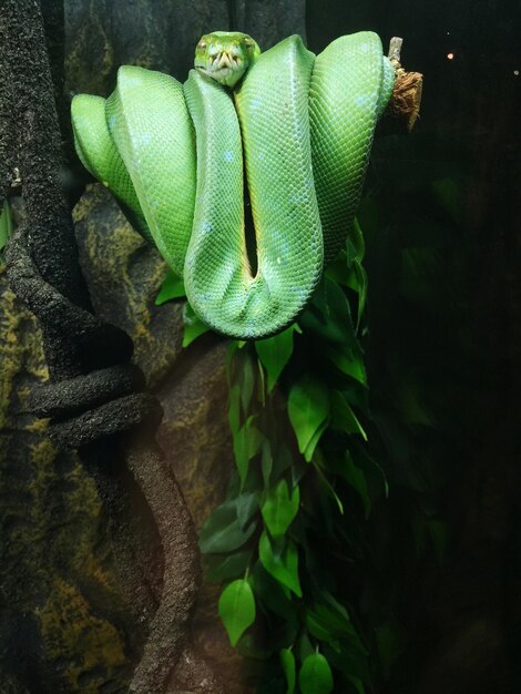 Photo un python vert enroulé sur un arbre au zoo.