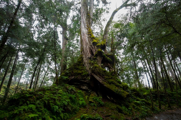 Qilan Maguao Shenmu, comté de Yilan, Taiwan, est une célèbre attraction touristique