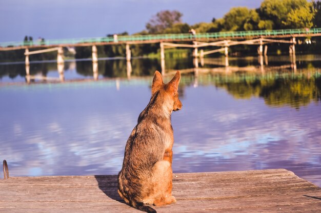 Quai d'attente pour chiens