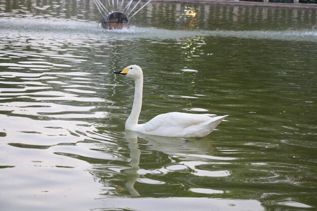 Photo quai de baignade dans le lac