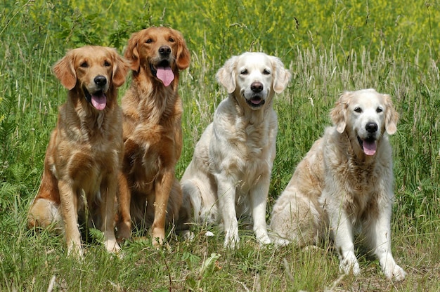 Quatre chiennes Golden Retriever assises côte à côte