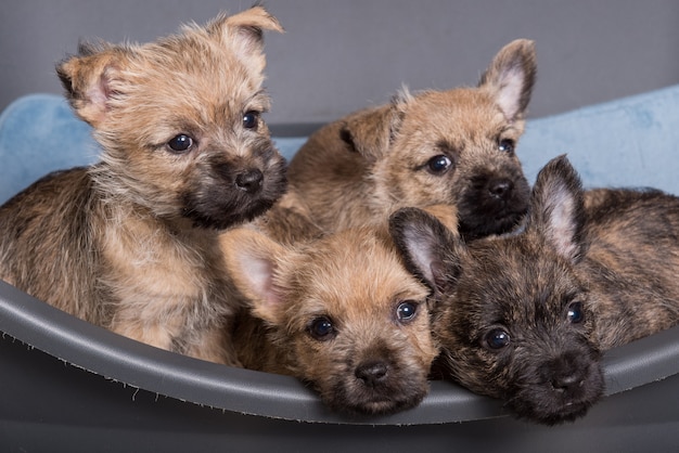 Quatre chiens chiots Cairn Terrier chenil dans un lit pour chien