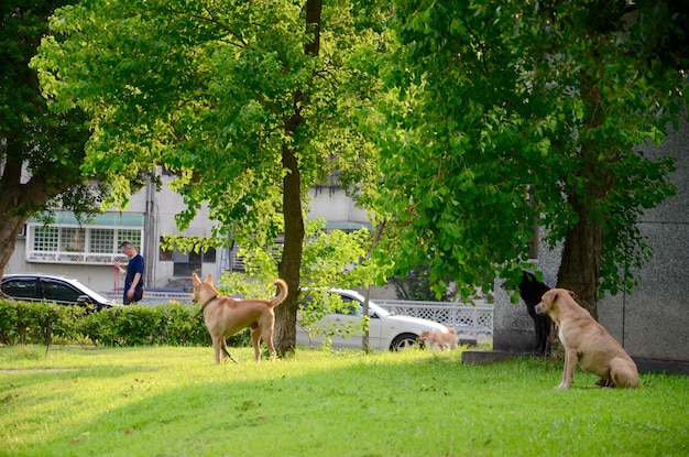 Quatre chiens sur l'herbe verte dans la ville