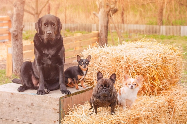 Quatre chiens par une journée ensoleillée Un Labrador Retriever un Bouledogue Français et deux Chihuahuas