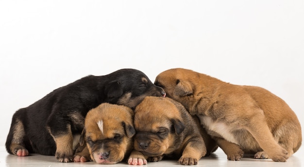 quatre chiots isolés sur fond blanc