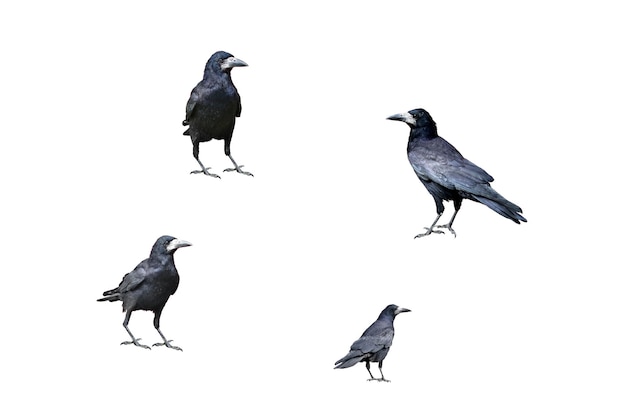 Quatre corbeaux noirs dans des poses différentes isolés sur l'élément de conception clipart fond blanc