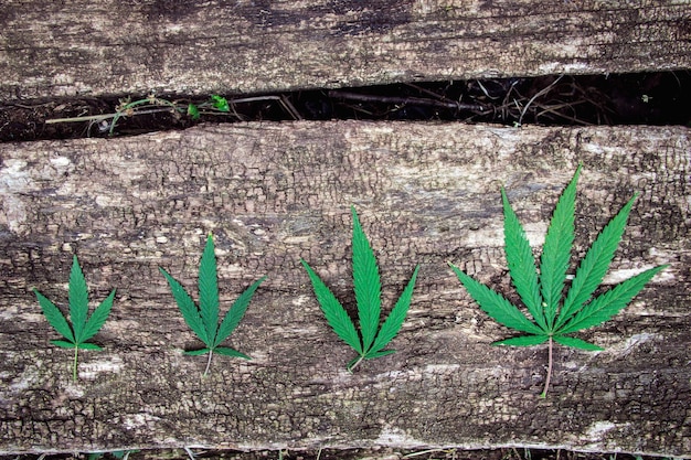 Quatre feuilles de marijuana présentent différentes formes sur un vieux fond de bois vieilli naturellement