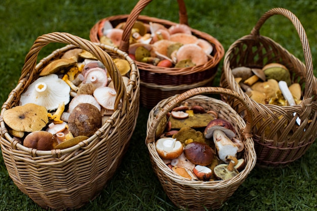 Quatre paniers en osier avec des champignons sur l'herbe verte