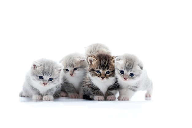 Quatre petits chatons gris et un chaton brun foncé posent en studio photo blanc