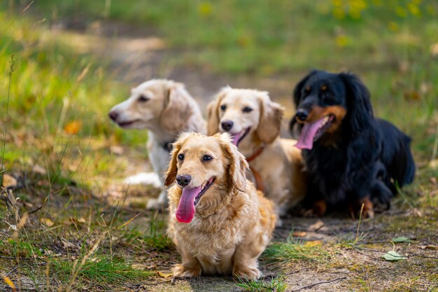 Quatre petits chiens mignons posent sur fond de nature. Arrière-plan flou. Animaux de compagnie et animaux.