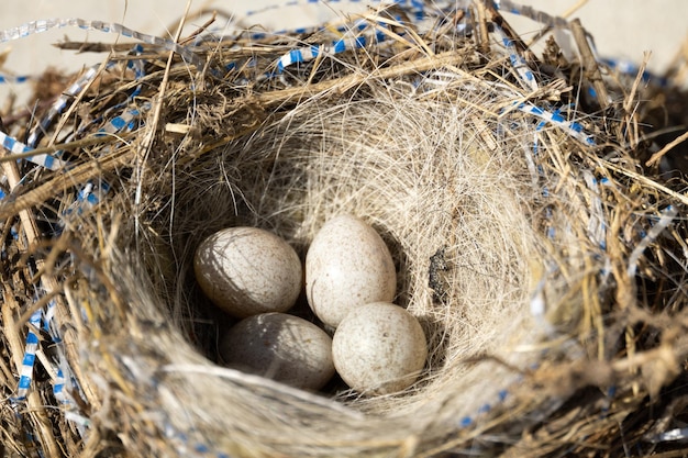 Quatre petits œufs d'oiseaux dans le nid bouchent l'arrière-plan