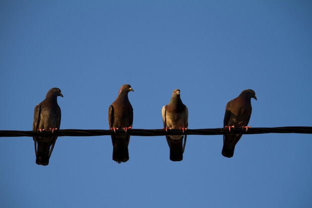 Quatre pigeons sur un fil