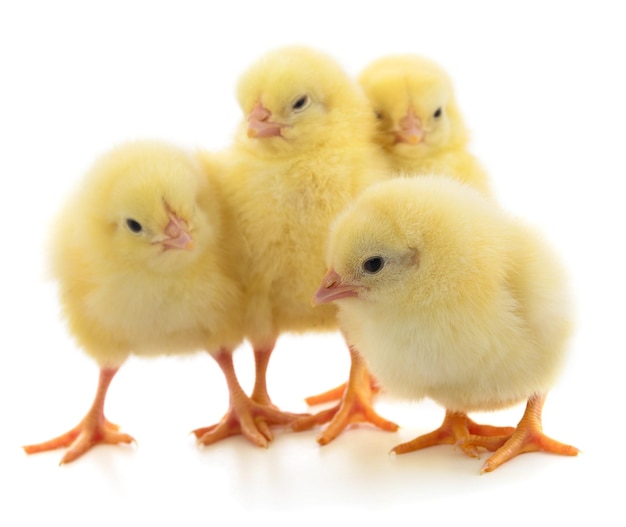 Quatre poulets jaunes