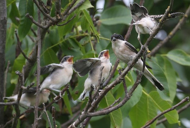 Quatre poussins de pie-grièche grise (Lanius minor) ont été photographiés en plein plan sur une branche d'arbre pendant qu'ils étaient nourris par leurs parents. Situations amusantes et insolites