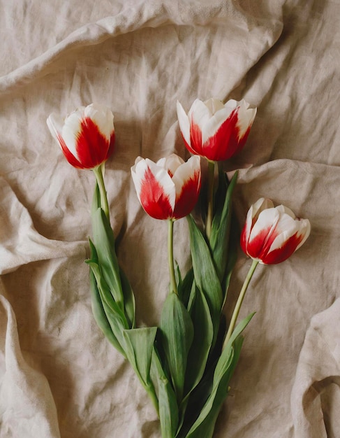 Photo quatre tulipes au fond rouge et blanc photo de printemps élégante