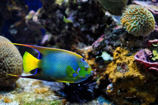 Queen angelfish holacanthus ciliaris également connu sous le nom de poisson-ange bleu poisson-ange doré ou jaune ang ...