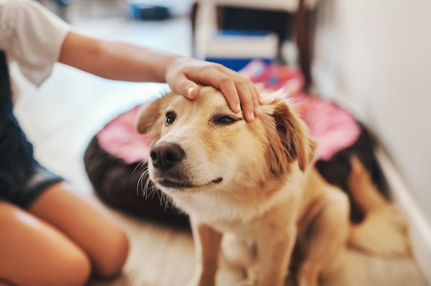 Quel bon garçon Photo recadrée d'un enfant méconnaissable caressant son chien dans le salon à la maison