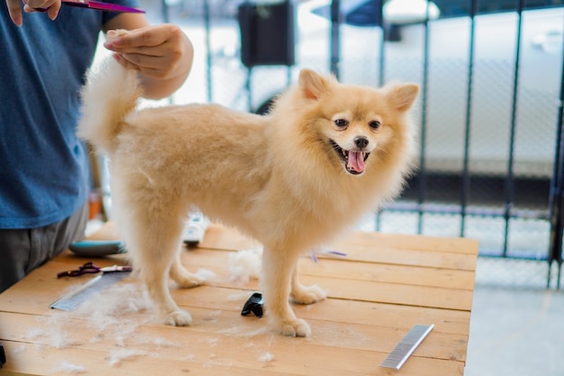 Quelqu'un toilettant ou coupant un poil de chien une race de poméranie ou de petit chien avec des ciseaux