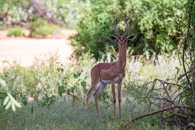 Quelques antilopes dans le paysage d'herbe