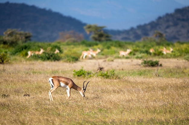 Quelques Antilopes Dans Le Paysage Herbeux Du Kenya