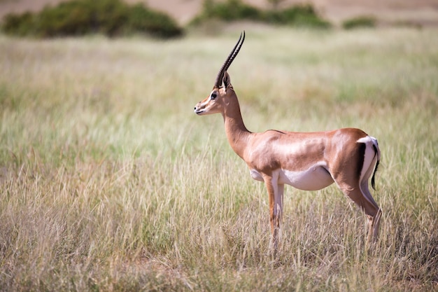 Quelques antilopes dans le paysage herbeux du Kenya
