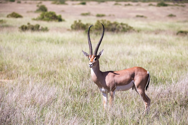 Quelques antilopes dans le paysage herbeux du Kenya