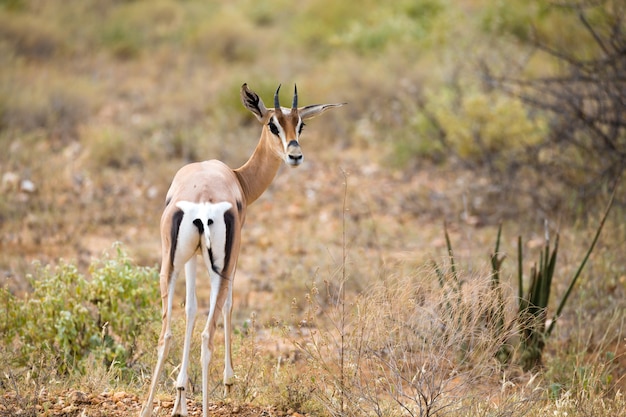 Quelques antilopes dans les prairies de la savane