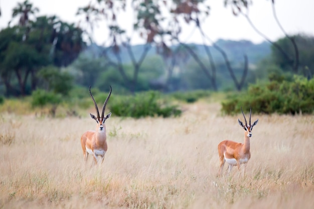 Quelques antilopes indigènes dans les prairies de la savane kenyane