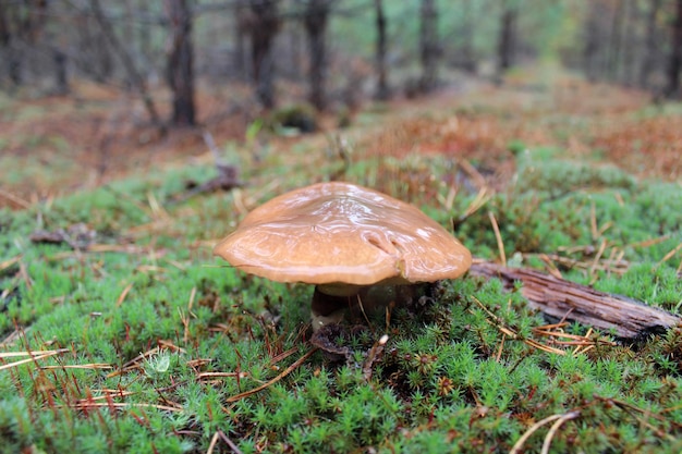 Quelques beaux champignons dans la mousse verte