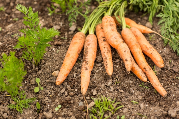 Quelques carottes par terre