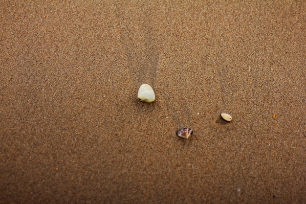 Quelques coquillages sur la plage dans le sable